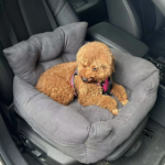 Dog Cat Car Seat Bed Sofa Travel Dog Car Seats Cover Small Medium Dogs Front Back Seat Pet Carrier Transportin Perro